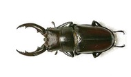 Prosopocoilus motschulskii 高砂鋸鍬形蟲 49.6mm 雲林產 飼育品 送小公蟲 標本 乾貨