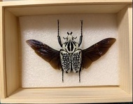 大王花金龜 甲蟲 標本 模型 Goliathus Goliatus Meleagris 甲蟲王者