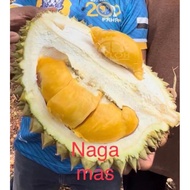 🔥POKOK/BENIH DURIAN NAGA MAS HYBRID🔥