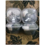 Indigo Paste Natural Dye / indigofera (blue color)