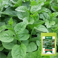Malabar Malabar Seeds - imported seeds