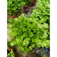 herbs daun sup cooking herbs