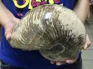 4211寬版大菊石化石白堊紀菊石鸚鵡螺的駔先轉運螺重量6.16公斤