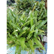 Rumput Siti Khadijah @ Beijing Grass dlm polybeg