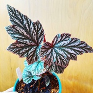 Tanaman Hias Bunga Begonia Silver Rex Jolly Begonia Ori