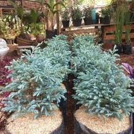 Bibit Bonsai Cemara Perak | Cemara Silver Pine Blue | Cemara Salju Unggulan Terlaris