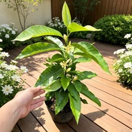 【耐热易养活】Dwarf White Magnolia and Yellow Horn Orchid Potted Plants, Blooming All Year Round with Buds,