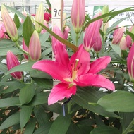 Combo 5 Củ giống hoa ly cao thơm màu hồng - Nhanh ra hoa Hoa to đẹp - Dễ trồng Lâu phai