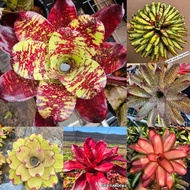 Rare  Bromeliad / Live plant / Bunga nenas viral / Bromeliad Gardening / Gha Garden House / Baja Bro