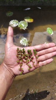 rotala bsd tanaman aquascape 20btg. tanaman air. tanaman hias. tanaman cantik