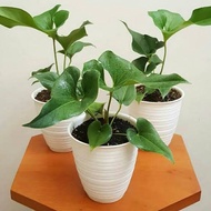 tanaman anthurium corong