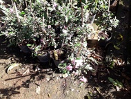 CÂY GIỐNG SIM TÍM đang bông [ Trồng làm cảnh hoặc thu quả ngâm rượu ] [ J&T EXPRESS ]