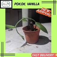 🌱Pokok Vanilla (keratan pokok matang)