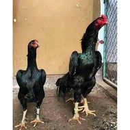 Telur Tetas Ayam Shamo Import Larkumbang Fertil untuk ditetaskan