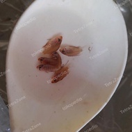 Burayak discus / Anakan ikan discus