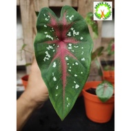 INDOOR PLANT - Caladium Kampung  Red Flash/ Freida/ Fast Flash for HOME/OFFICE decoration