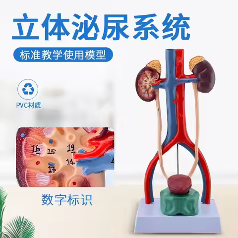 Human Urinary System Model Ureter Bladder Urethra, Renal Anatomy, Medical Reproductive System Model,