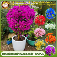 100% Original Bonsai Bougainvillea Seeds Mix Color Flower Seeds for Planting Flowers (Fresh Seeds - 