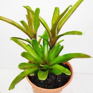 Bromeliad [Real live plant] - Neoregelia Bromeliad