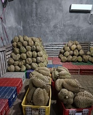 Durian montong utuh Cane Singaraja Bali 1,7 kg