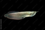 Ikan Arwana / Arowana silver red