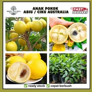 🔥💥 Pokok abiu atau ciku australia Caimito Kuning atau Abiu Golden Fruit