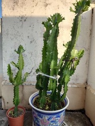 龍骨大戟科 仙人掌