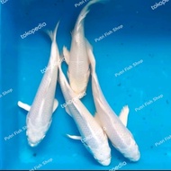 Bibit ikan koi platinum ukuran 20-24 cm murah berkualitas