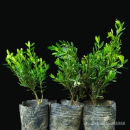 （新品）小叶皱皮雀舌黄杨盆景植物稀有盆栽造型名贵树苗室内老桩米叶庭院
