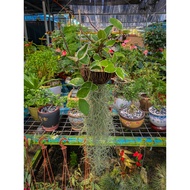 Live Plant Hoya Batik Air Plant