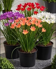 Paket 4 Tanaman hias bibit bunga lily hujan / rain lily paket 4