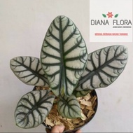 Tanaman hias alocasia silver dragon//alocasia silver dragon