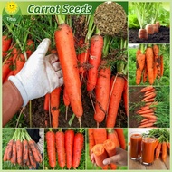 เมล็ดพันธุ์ แครอทสีส้ม เมล็ดแครอท บรรจุ 100 เมล็ด Danver Carrot Seeds Organic Vegetable Seeds for Planting เมล็ดพันธุ์ผัก ผักสวนครัว ต้นไม้มงคล บอนไซ บอนสี ผักออร์แกนิก พันธุ์ผัก เมล็ดพันธุ์แท้OP เมล็ดพันธุ์พืช ปลูกง่าย คุณภาพดี ราคาถูก ของแท้ 100%