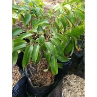Terlaris Bibit Tanaman Buah Leci | leci cangkok unggul cepat berbuah | leci manis| leci com | leci