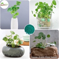 SG 100% Original 50pcs Copper Grass Pilea Seeds Money Plant Indoor Holy Tulsi Plant Basil Bonsai Air