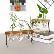Creative Glass Hydroponic Vase Fresh Office Desktop Vase Transparent Planter Green Dill Plant Contai