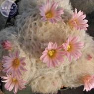 30 เมล็ด ขนนกเหลืองดอกชมพู แมมขนนกญี่ปุ่น ขนนกขาวญี่ปุ่น ดอกสีชมพู Mammillaria plumosa เมล็ดกระบองเพ