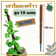 หลักใยมะพร้าวสูง 1.5 เมตร  เสาหลักใยมะพร้าว สำหรับไม้เลื้อยพลูด่าง พลูฉลุ ตัวเสาทำจากท่อ PVC แข็งแรง ช่วยให้รากอากาศเดินดีเลื้อยสูงขี้น