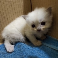 Lepas Adopsi Kucing Persia Kitten Cream cakep 