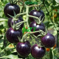 Taiwanese black cherry tomato seeds - Dwarf black pearl tomato - hatgiongnhapkhau