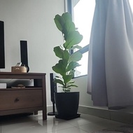 pokok hiasan dalam rumah