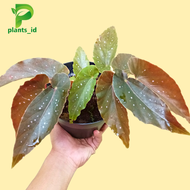 TANAMAN HIAS BEGONIA POLKADOT TANAMAN HIAS HIDUP BEGONIA CANTIK TANAMAN BEGONIA MURAH Tanaman Hias B