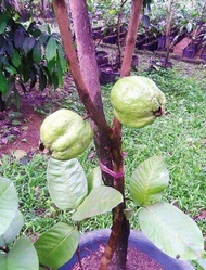 Pokok Jambu Batu Lohan (Ada Biji)