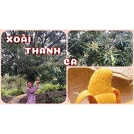 Combo of 3 thanh ca mango trees