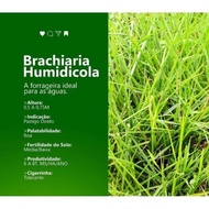 Grass Seeds 500 grams Grass Seed SememBras Signal Brachiaria Grass seeds for animal feed live Grass 