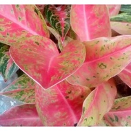 tanaman hias aglonema bigroy - aglonema bigroy dewasa