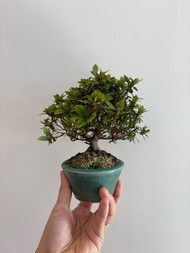 日本皋月杜鵑🪴$300 （活動推廣）已打花苞 掌上小盆點綴生活🌳歡迎查詢帶回家