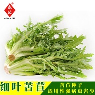 Will Seed Fine Leaf Borage Seed Base Planting Balcony Potted Vegetable Seed Sprout Seed