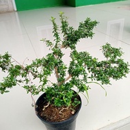 Terbaruuu!!! Tanaman Bonsay Mini | Tanaman Serut | Tanaman Bonsai