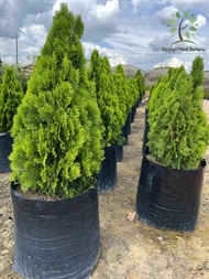 Berjaya Plant Nursery - Pokok Thuja Pine/Platycladus Orientalis/扁柏(Pokok Bunga Hidup/Pokok Hiasan Luar Rumah/Real Live Outdoor Plant)